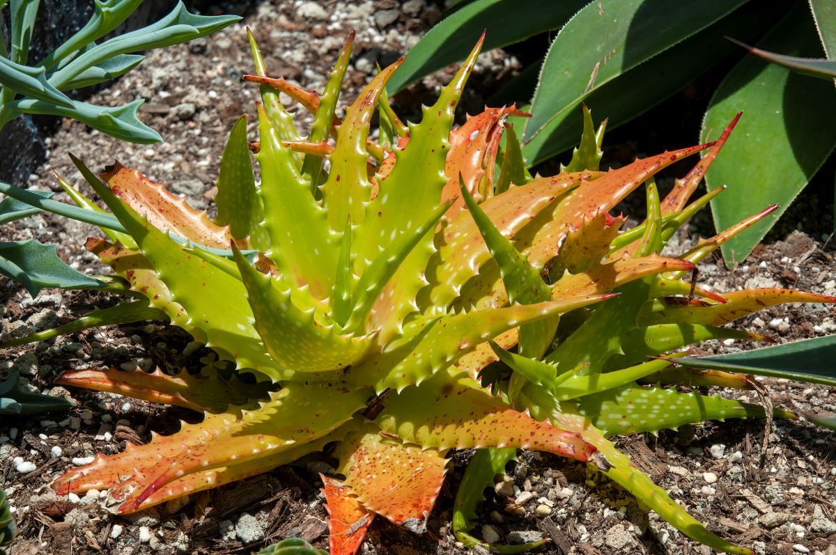 Aloe dorotheae